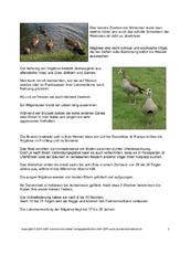 Steckbrief-Nilgans-Seite-3.pdf